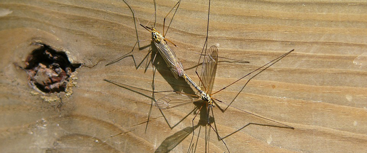 La Infección por virus Zika: ¿Por qué más atención mediàtica a esta enfermedad?